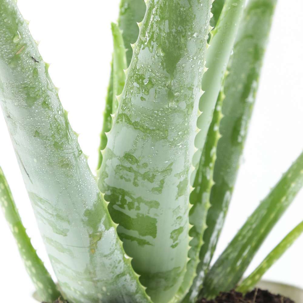 Aloès Véra: Plante Ø15cm Pot