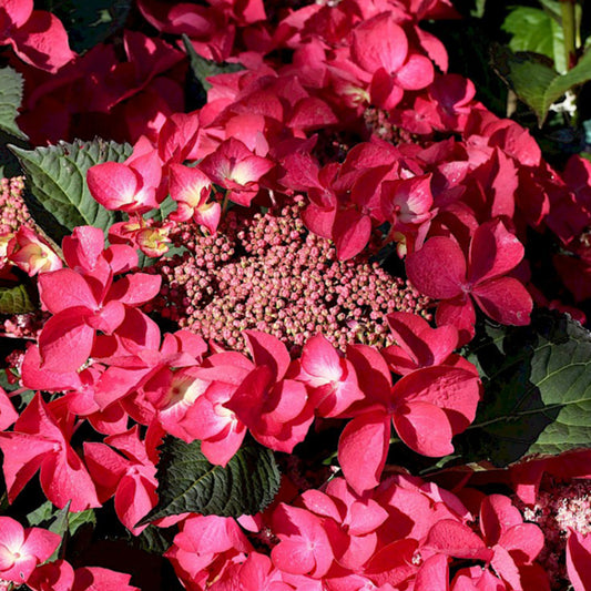2 X Hortensia 'kardinal' - Hydrangea Macrophylla 'kardinal' - 25-30 Cm Pot
