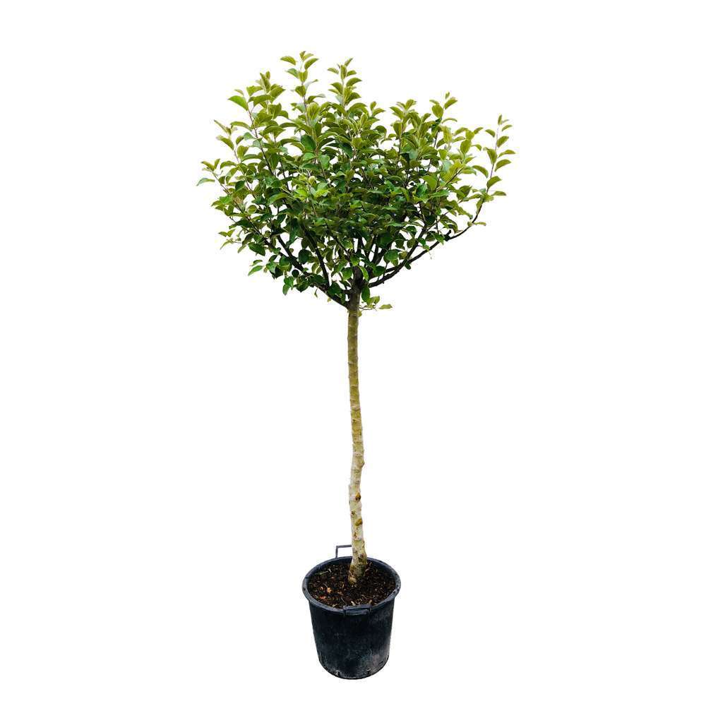 Pommier Belle De Boskoop : Tige Conteneur 7,5 Litres