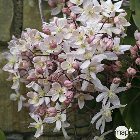 Clematis Armandii Apple Blossom: Ctr De 3 Litres