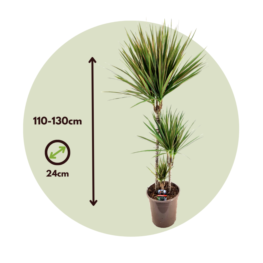 Dragonnier - Dracaena Marginata 'bicolor' - Hauteur 110-130cm - ⌀24cm