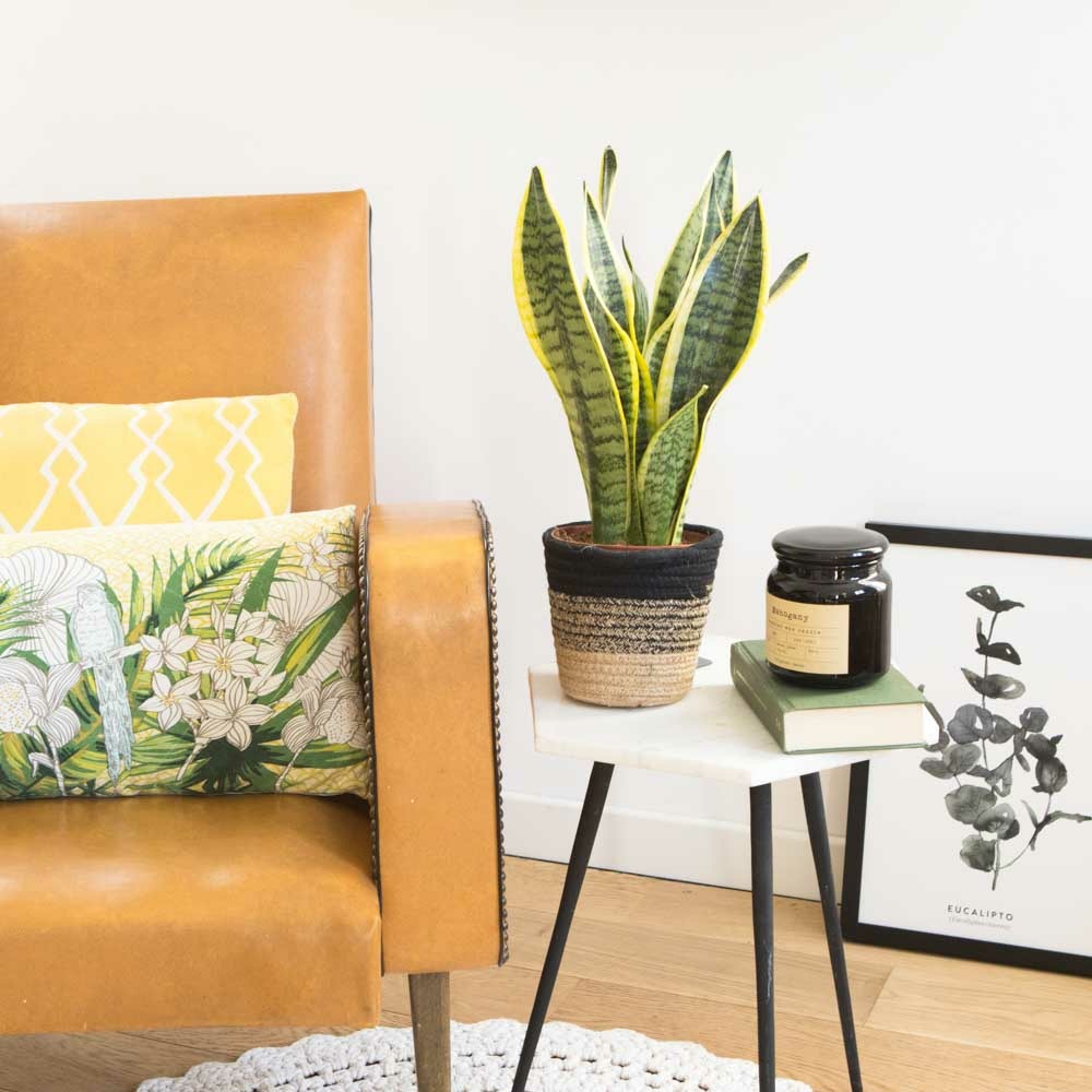 Sansevieria Ou Langue De Belle-mère D12h35
