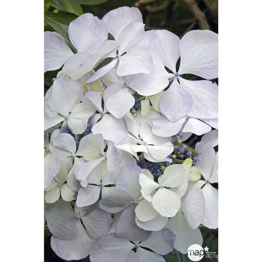 Hydrangea 'Beauté Vendômoise', Ctr 3 L