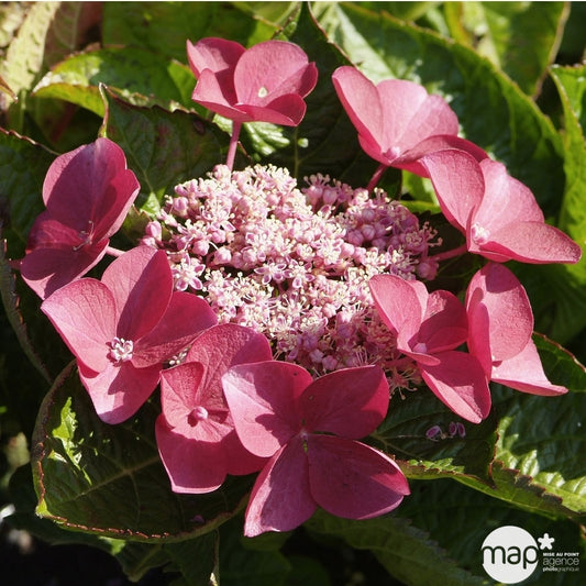 Hydrangea 'Rotschwanz', Contneur 3 L