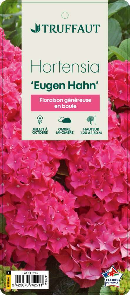 Hydrangea Macrophylla Eughen Hahn : C5L