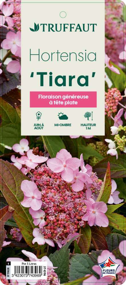 Hydrangea Serrata ' Tiara ' : Conteneur 5 Litres (teller Rose / Bleu)