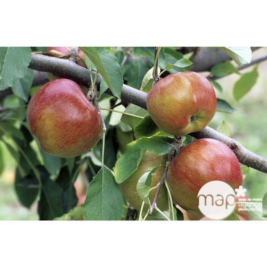 Pommier Melrose : Gobelet 3 Ans D'âge Ctr 12 Litres