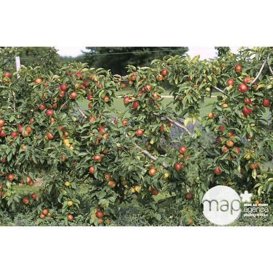 Pommier Reine Des Reinettes : Gobelet 3 Ans D'âge Ctr 12 Litres