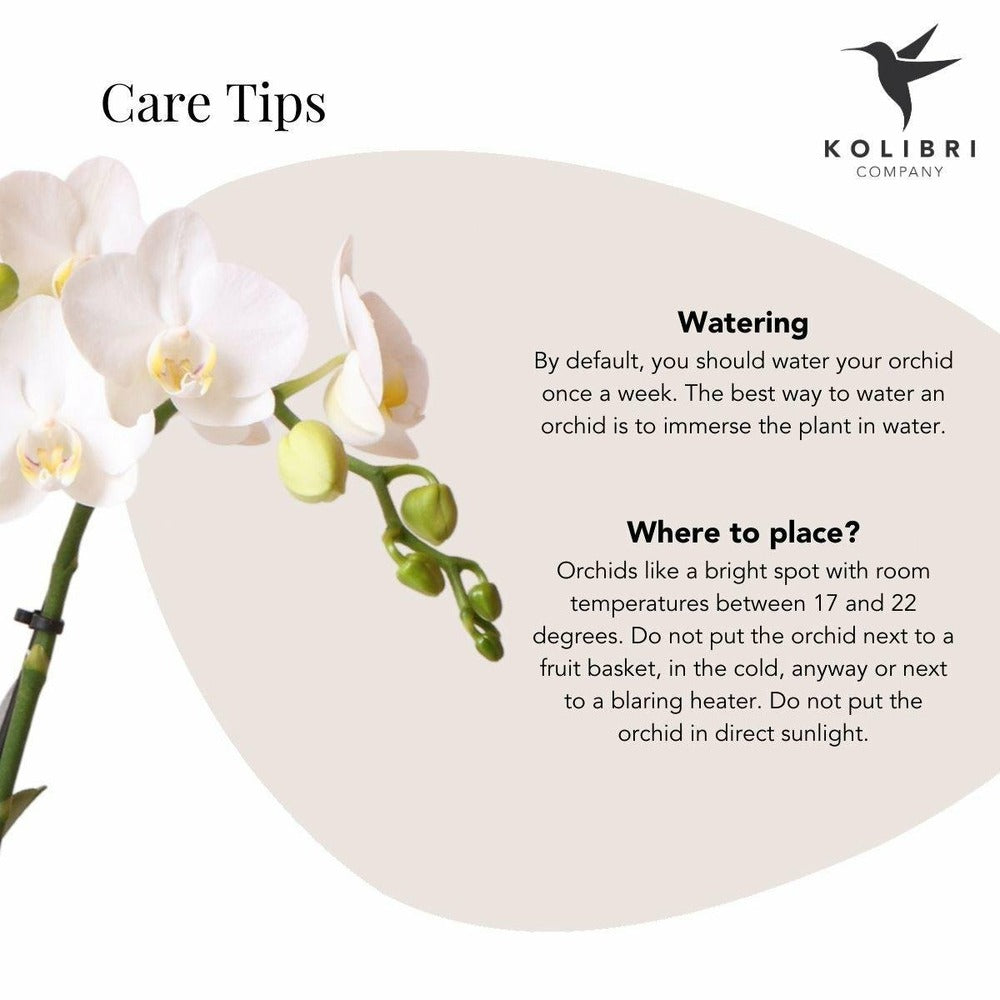 Phalaenopsis Amabilis En Pot Luxueux Doré 35cm - Plante D'intérieur