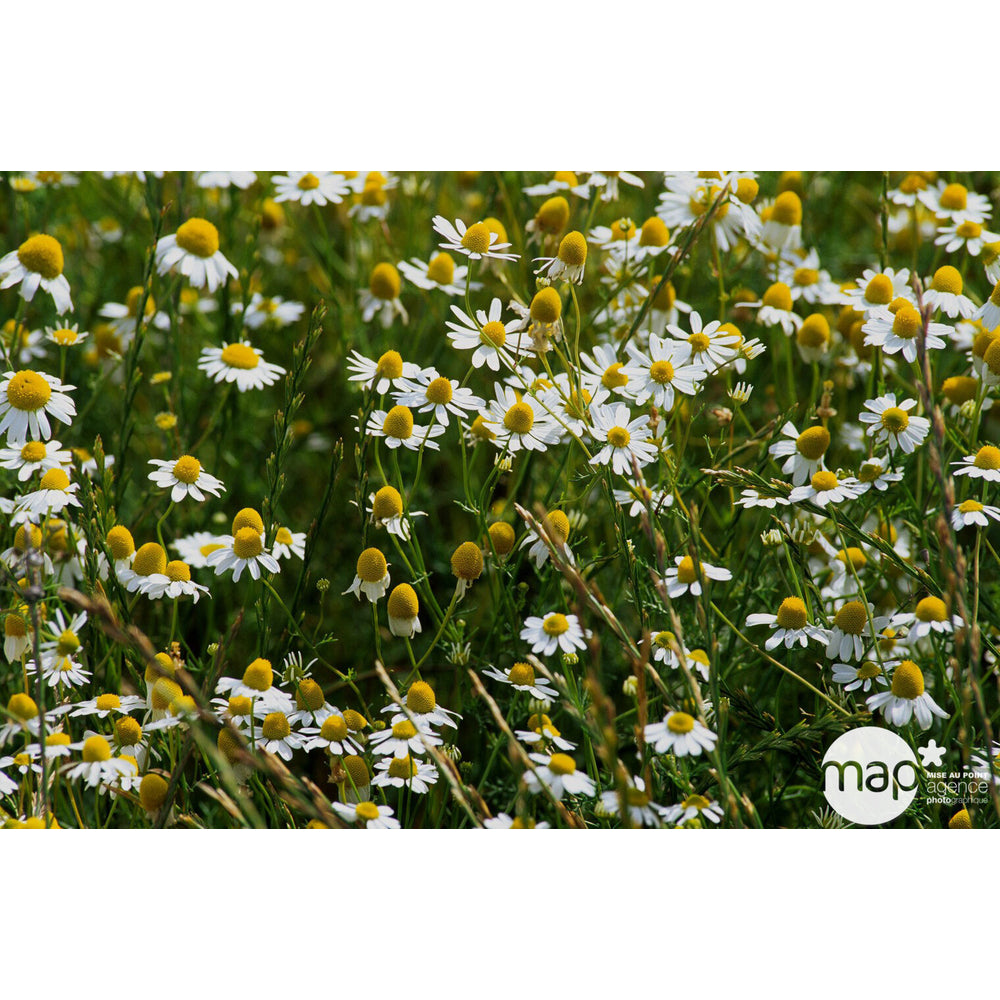 Plant De Camomille Bio : En Godet