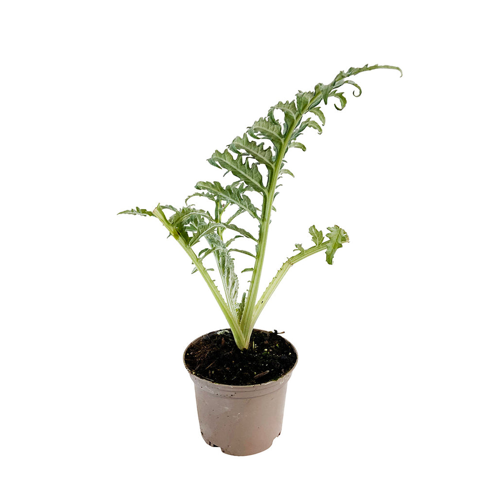 Plant D'artichaut Violet 'Amethyste' F1 : Pot De 1 Litre