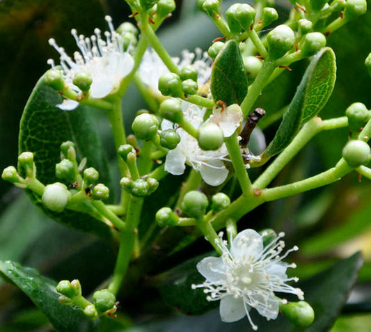 Pimenta Racemosa (bois D'inde) - Pot De 7 Litres ? 100/120cm