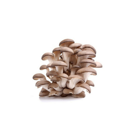 Champignons Pleurotes En Huitre - Le Kit