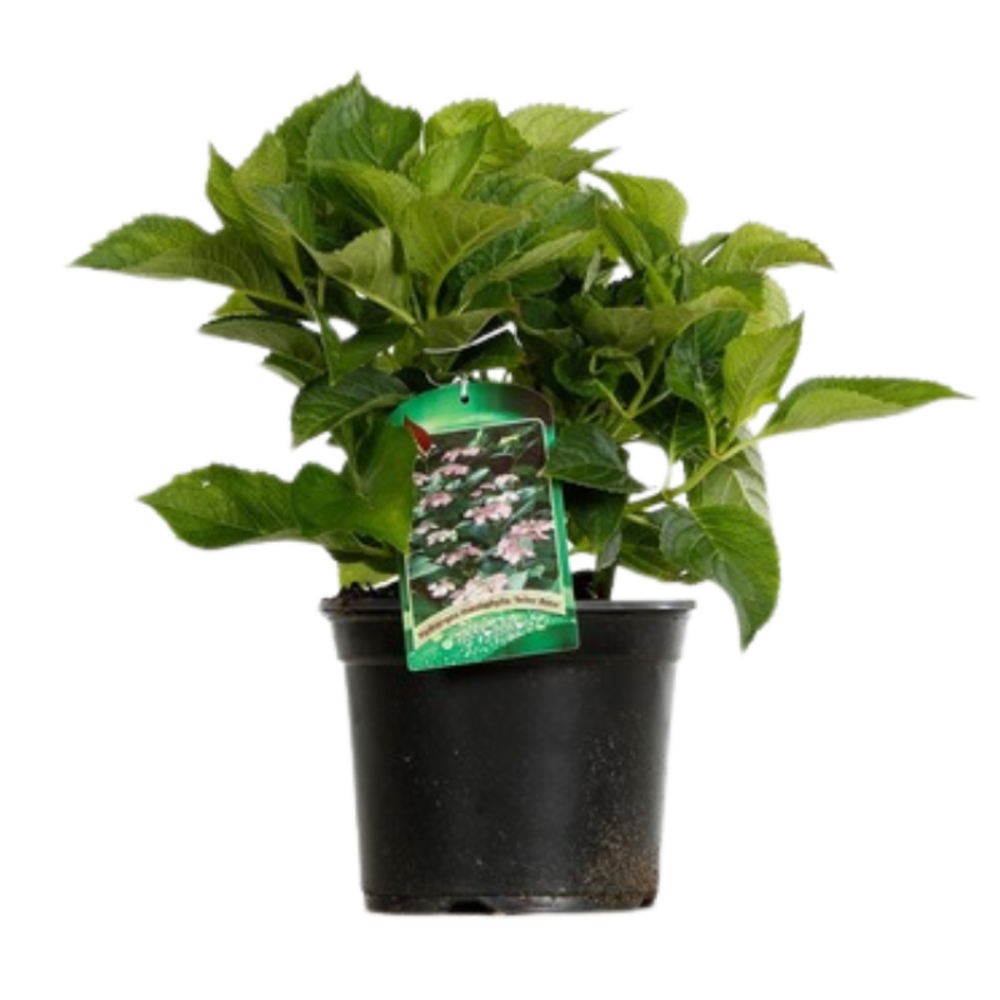 Hortensia Macrophylla - Hydrangea Macrophylla Pot 3l