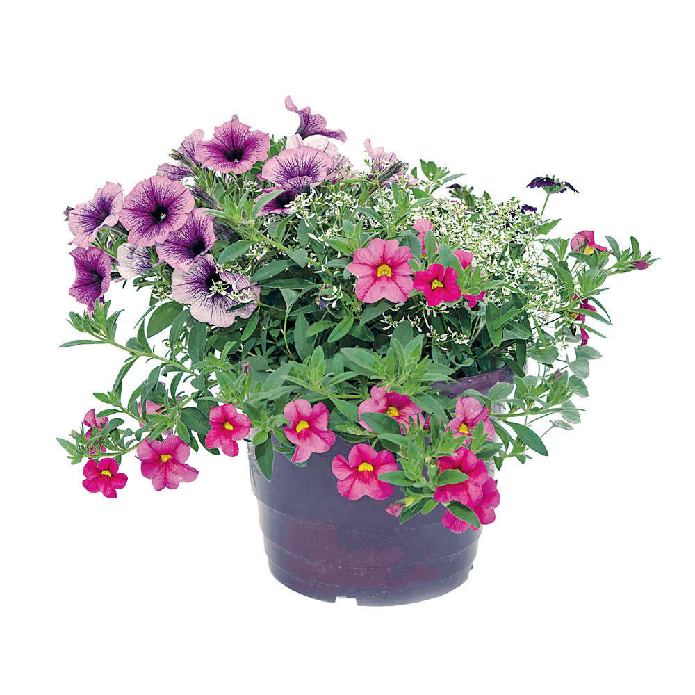 Mélange D'annuelles C 4,6 L