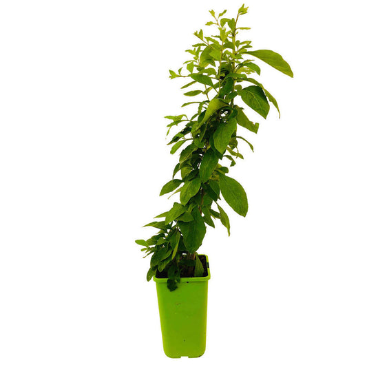 Goji : Pot De 1,5 Litres