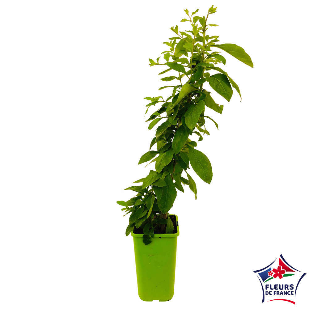 Goji : Pot De 1,5 Litres