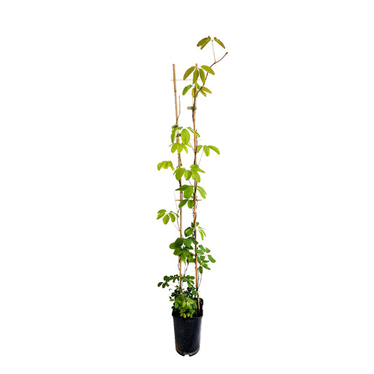 Akebia Quinata : Ctr De 3 Litres H 90/120 Cm Echelle