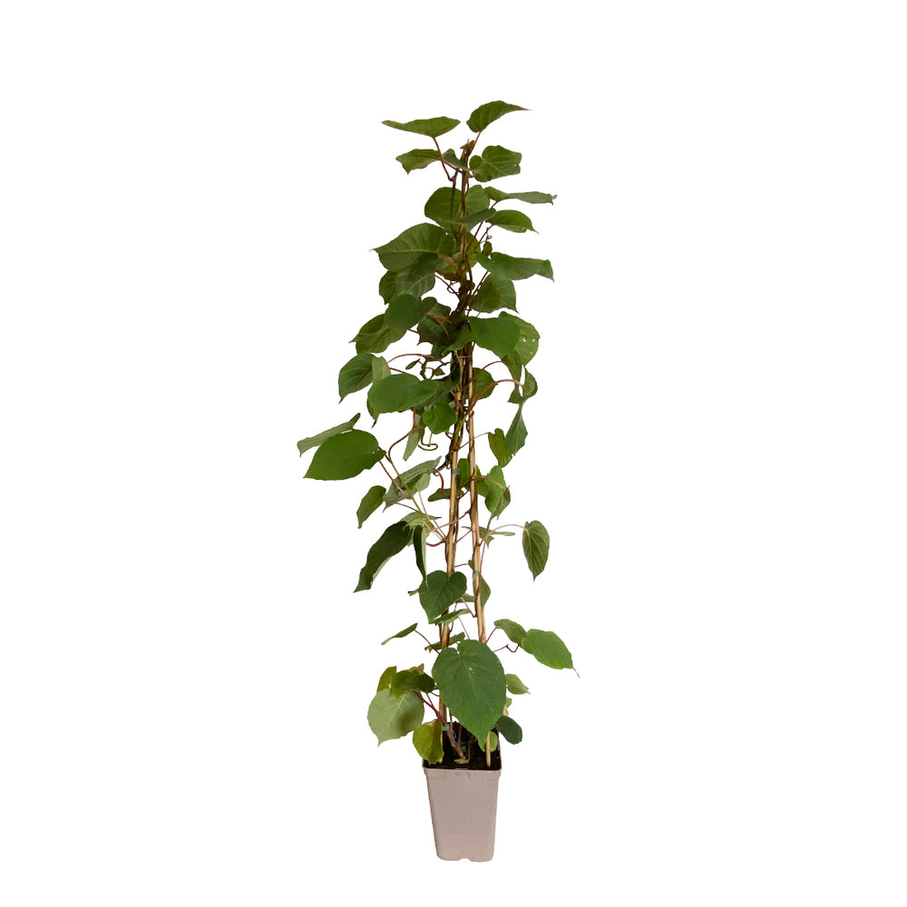 Kiwi Trio : Pot De 3 Litres