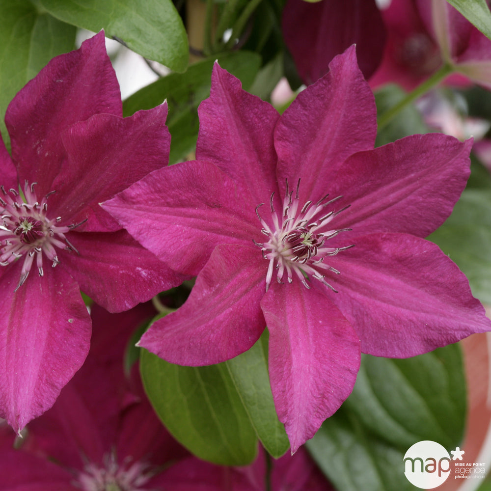 Clematis Eté : Tipi : Ctr De 3 Litres