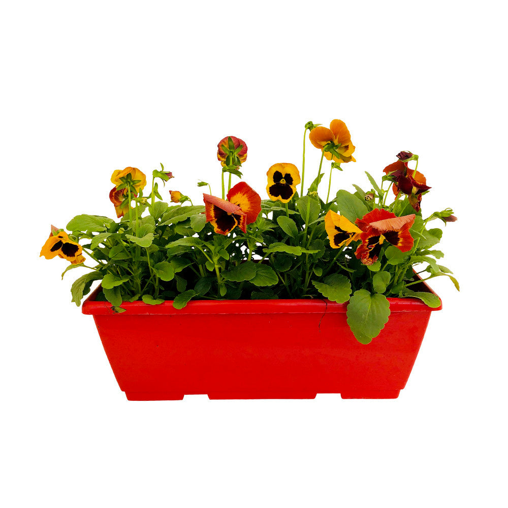 Pensée : Jardinière Colorée 40 Cm - Coloris Variables