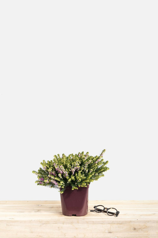 Bruyère D'hiver 'darley Dale' - En Pot De 1 Litre
