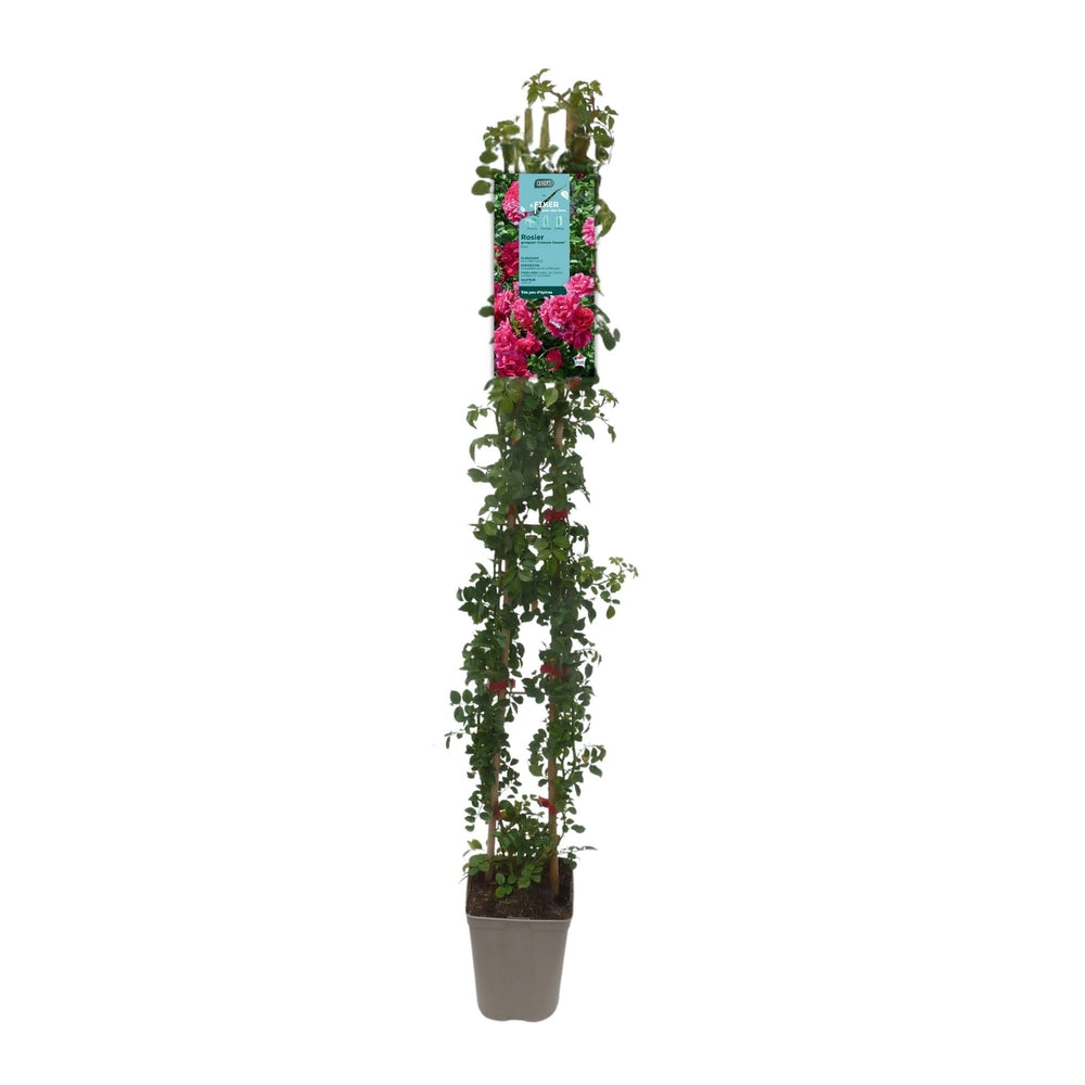 Rosier Grimpant : Pot De 3 Litres