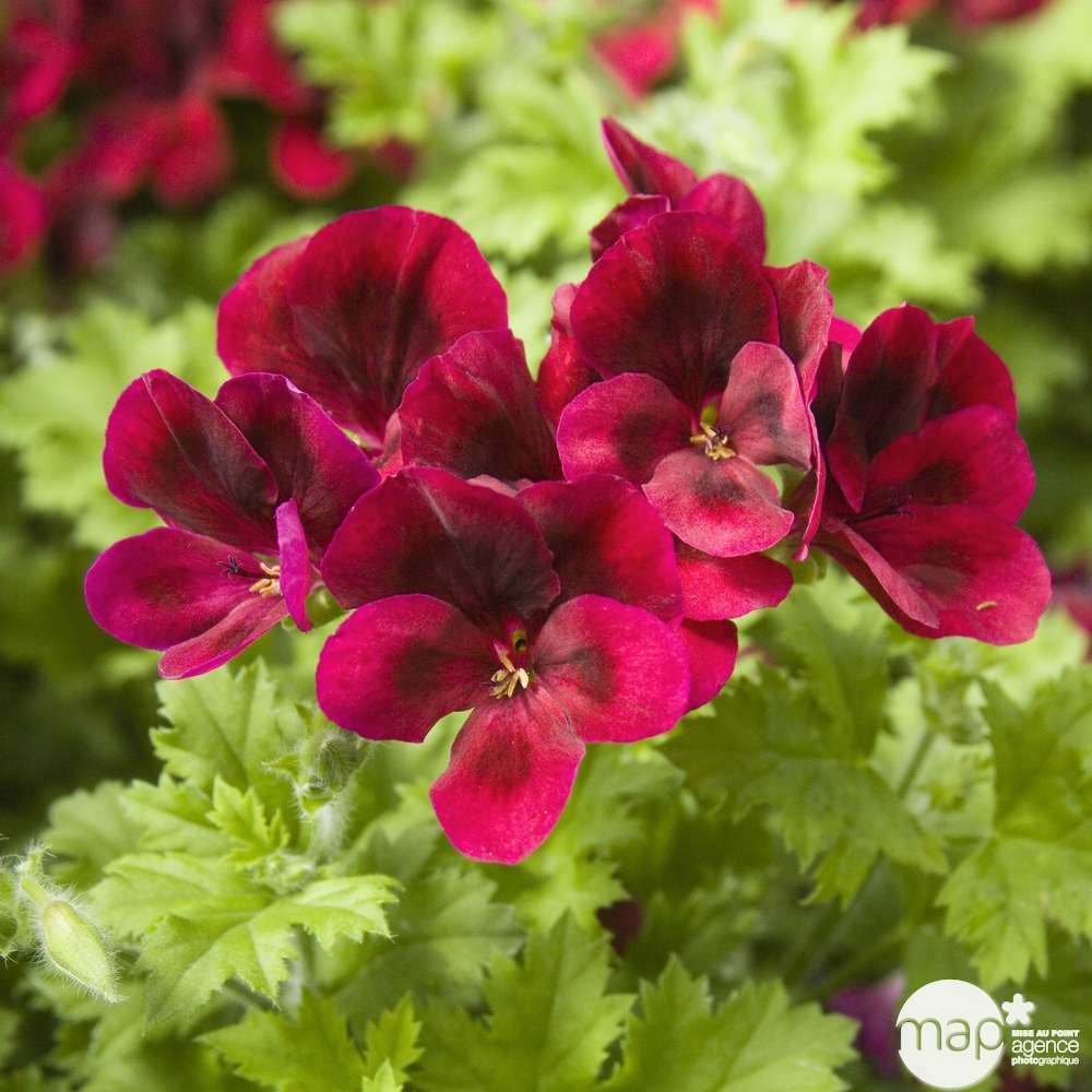 Géranium 'Calliope Dark Red' : Pot 4,5 Litres