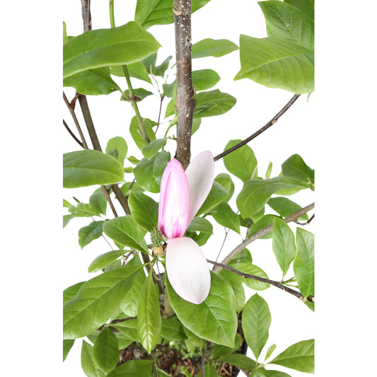 Magnolia X Judy : Conteneur De 10 L