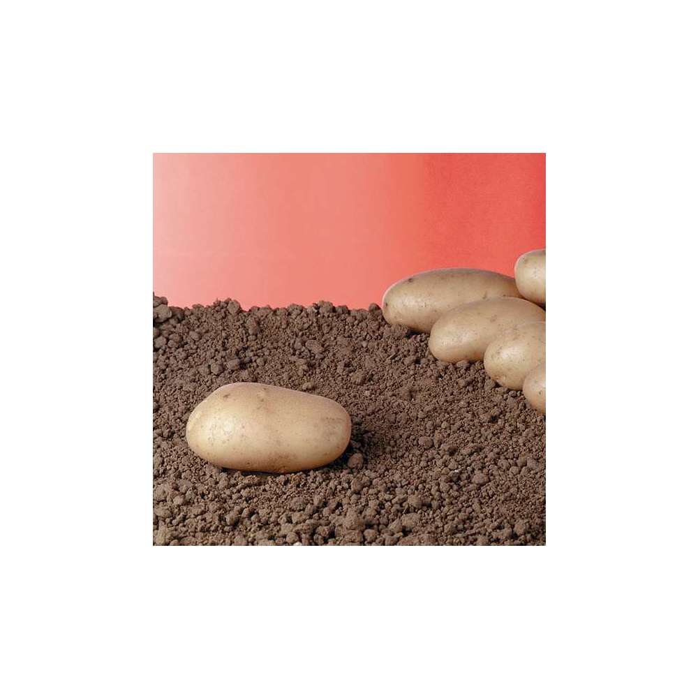 Plants De Pommes De Terre 'Samba' En Filet X25