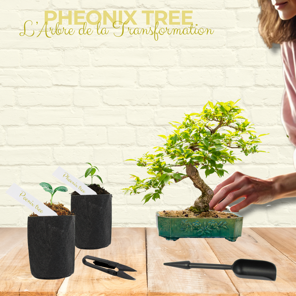 Cultivea- Kit First Bonsai Phoenix Tree Avec Accesoires