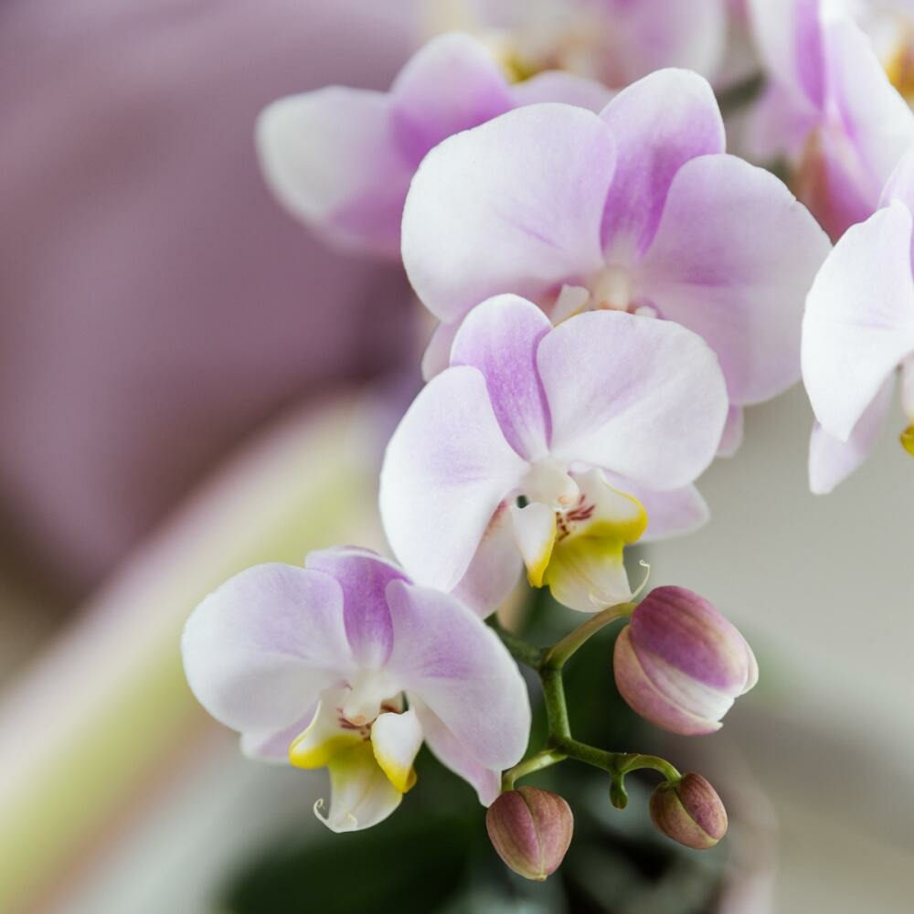 Kolibri Orchidées Roses Phalaenopsis Orchidée Portugal + Pot Décoratif Malaga Rose - Taille De Pot 9cm