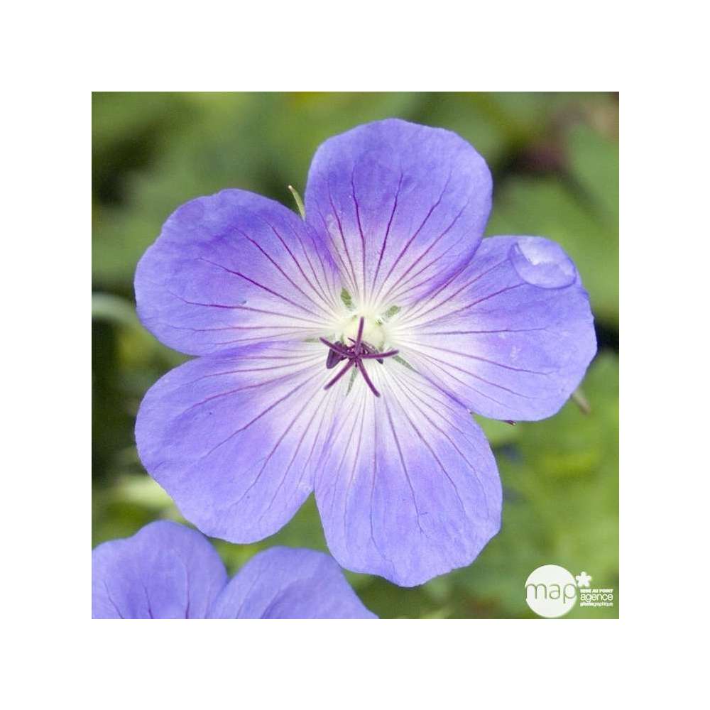 Géranium Rozanne ® : Conteneur De 2 Litres Bleu