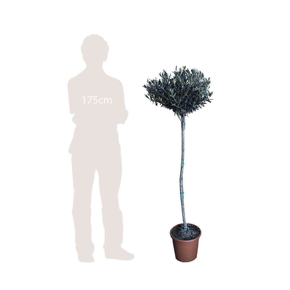 Olivier, Olea Europaea, Sur Tige H120/140cm : Pot D24cm