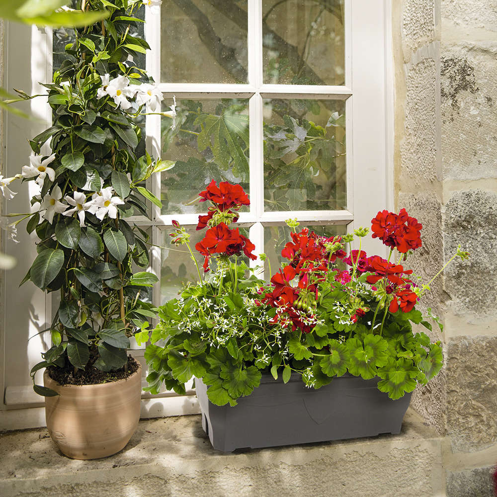 Géranium Calliope + Euphorbe 'Diamond Frost' : Jardinière 50cm