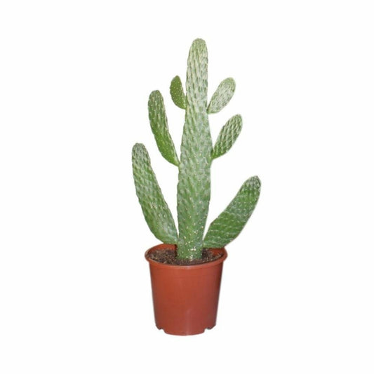 Opuntia Consolea 55cm - Plante D'intérieur