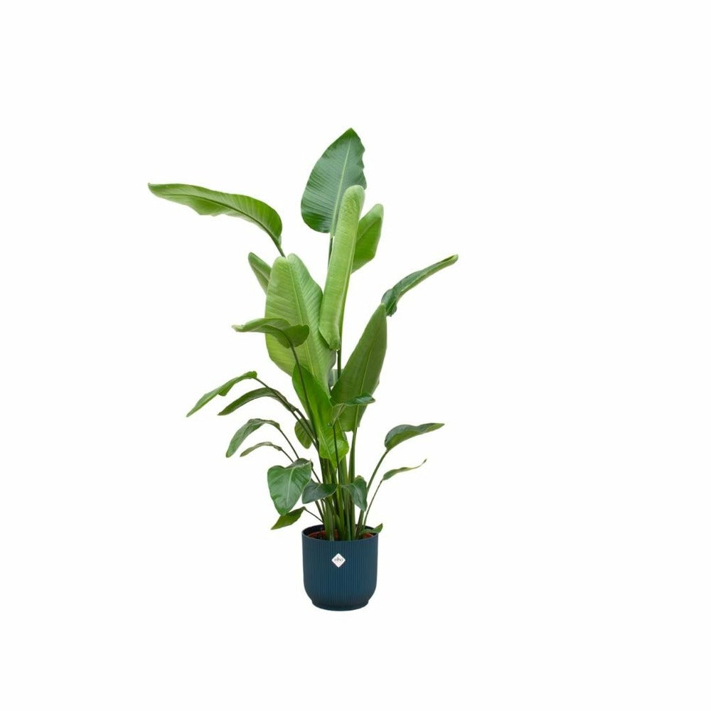 Strelitzia Nicolai 160cm Et Son Pot Bleu 30cm - Hauteur 160cm