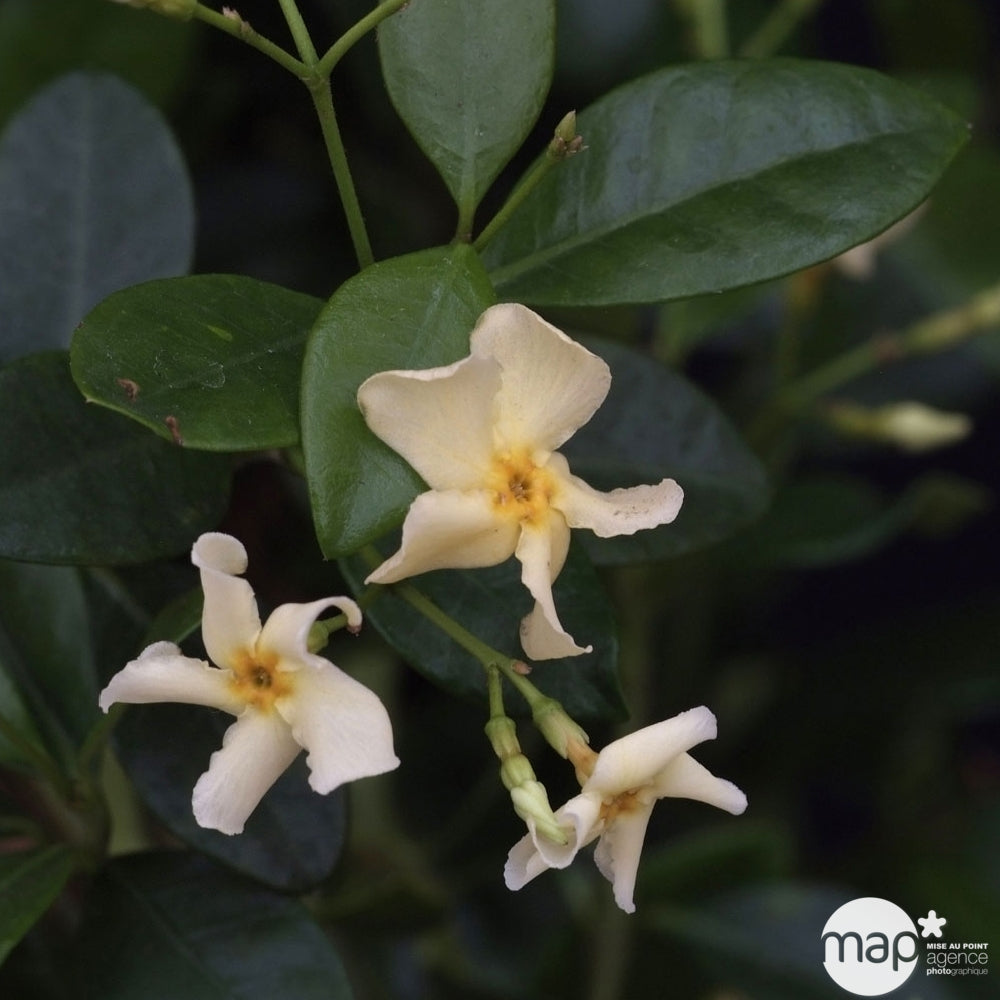 Trachelospermum Star Of Toscane, Ctr De 4 Litres