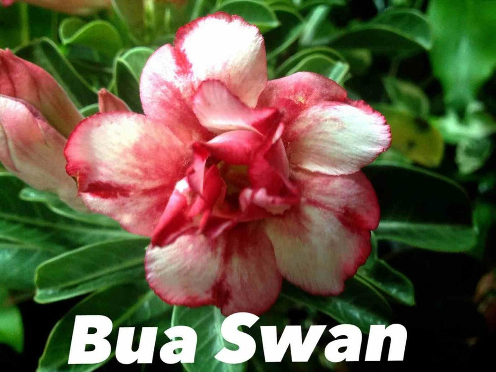 Adenium Obesum Cv.bua Swanet Rouge - Caudex D'environ 300g 20/25cm