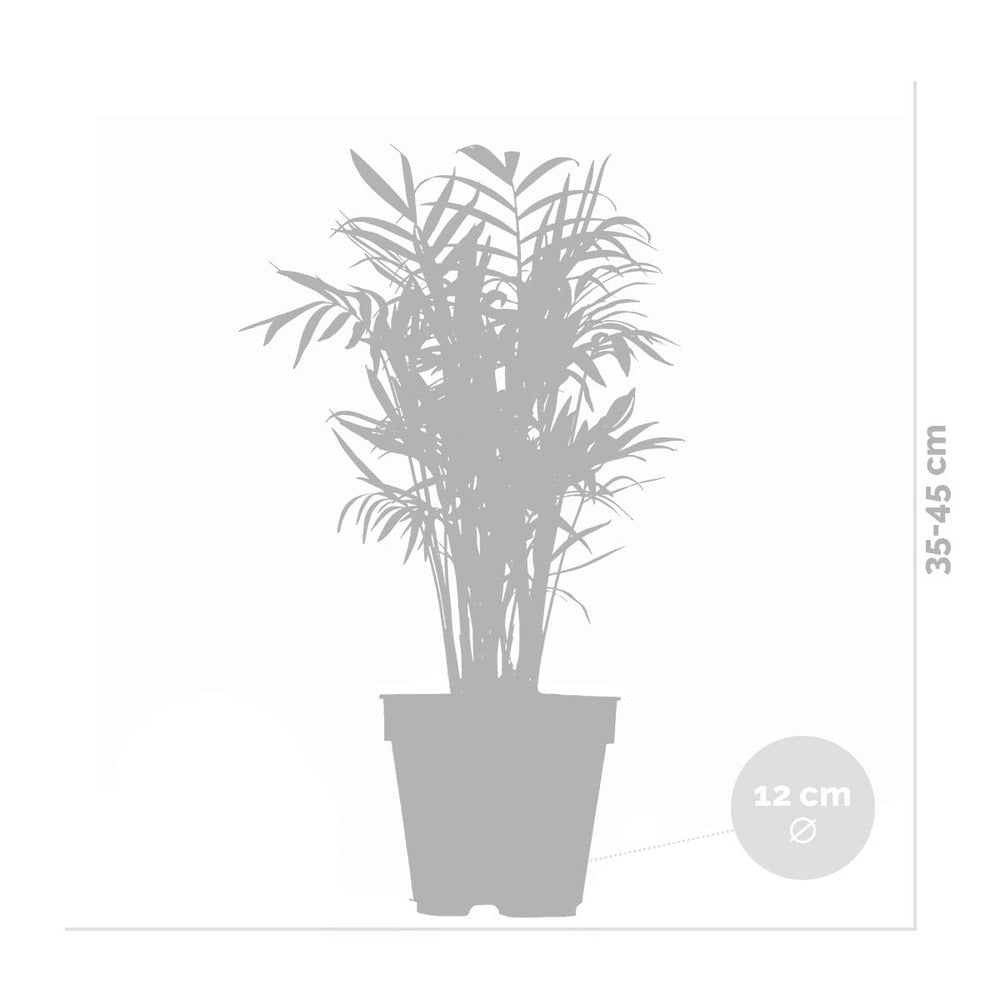 Chamaedorea Elegans - Palmier Nain Mexicain - Plante D’intérieur - Hauteur 30-40 Cm - Pot 12 Cm