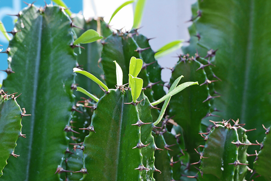 Cactus / Euphorbia 50/100cm