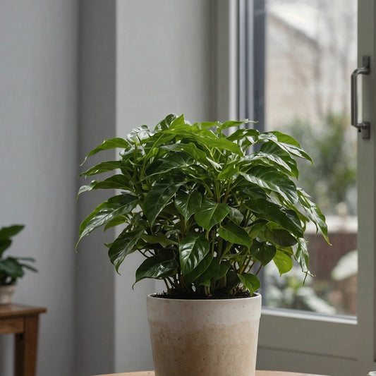Caféier - Coffea Arabica - Hauteur 25-40cm - ⌀12cm