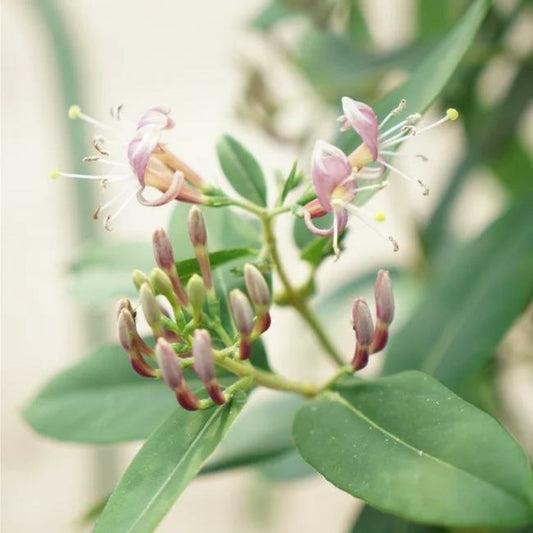 Chèvrefeuille De Henryi - Lonicera Henryi 3l - 60/90cm
