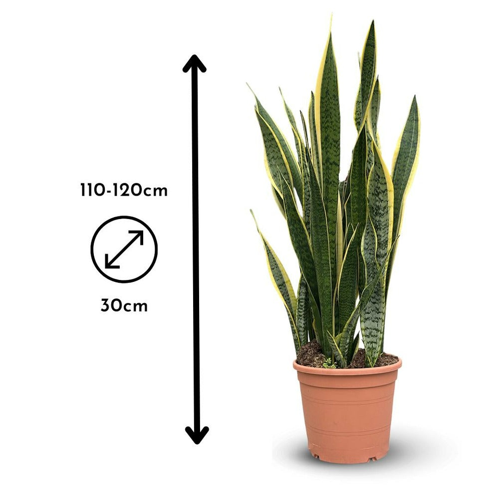 Sansevieria Trifasciata Laurentii -plante D'intérieur - Peu D'entretien - ↕ 110-120 Cm - ⌀ 30 Cm - Succulente