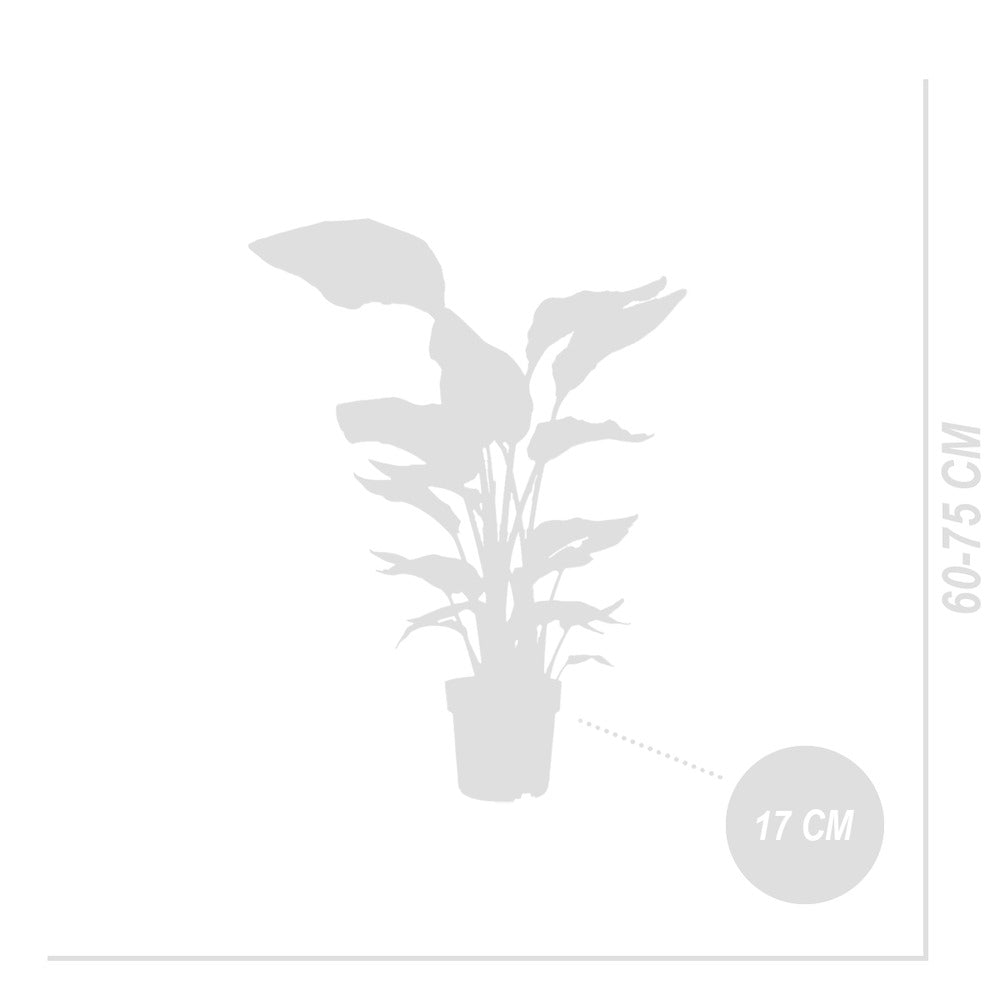 Lot De 2 - Strelitzia Nicolai - Plante Strelitzia - Hauteur 70-80 Cm - Pot De 17 Cm