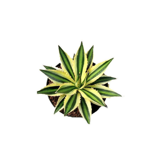 Agave Lophanta Quadricolor Quatre Couleurs Pot 12cm Succulente