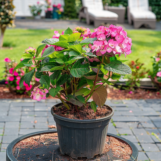 Hortensia - Hydrangea Paniculata 'dare Devil' - Hauteur 25-40cm - ⌀19cm