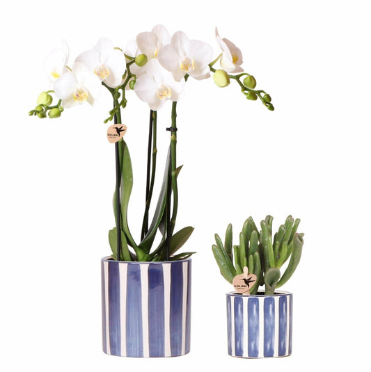 Phalaenopsis Amabilis Blanche En Pot Painted Stripe Bleu