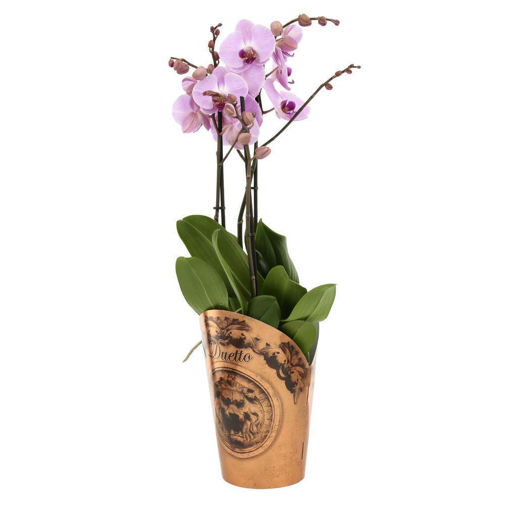 Orchidée Phalaenopsis Duetto 3 Tiges - Pot D.17 Cm
