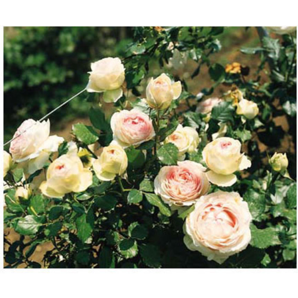 Rosier Grimpant 'Pierre De Ronsard®' (Meiviolin) : Pot De 7,5 Litres